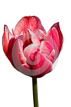 Bicoloured pink to white flower of hybrid tulip cultivar Lee Van Der Mark