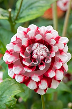 Bicoloured red en white flower of Garden Dahlia Checkers