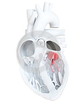The bicuspid valve