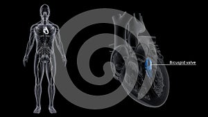 Bicuspid Valve Or Mitral Valve in the Heart photo