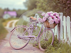 Bicycle with basket of peony flowers in front leaning against the whitewashed wooden fence against the background of a blurry