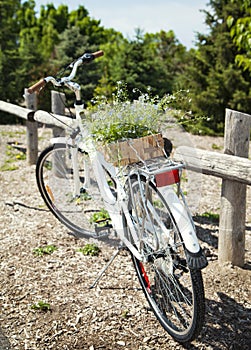 Bicycle with a bucket of blue flowers