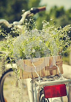 Bicycle with a bucket of summer blue flowers.