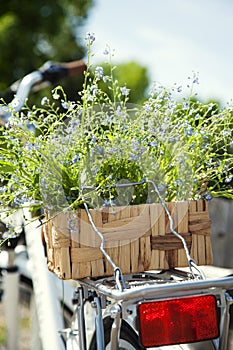 Bicycle with a bucket of summer blue flowers.