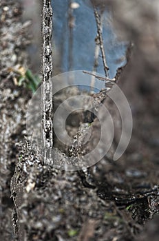 Bicycle chain covered with mud