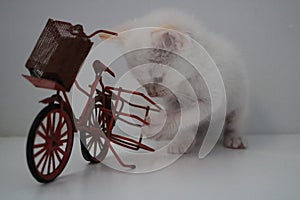 Bicycle cute cat photo