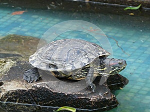 Bicycle - flower bed
