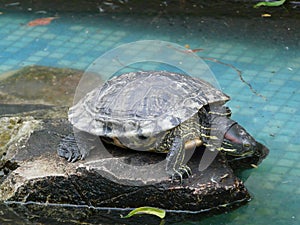 Bicycle - flower bed