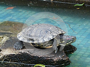 Bicycle - flower bed