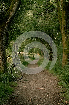 Bicycle in the forest