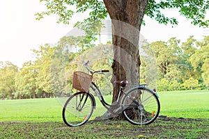 Bicycle on green grass under tree