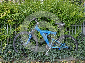 Bicycle With Ivy