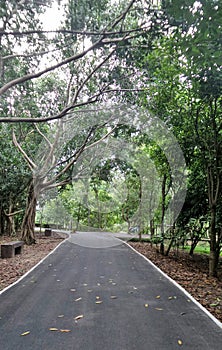 Bicycle lane in mangrove green area at Bangkrachao area