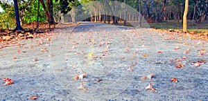 Bicycle lane. Bicycle path in the park, road is a thoroughfare, Road bicycler