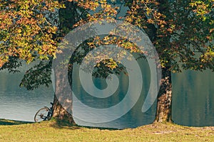 Bicycle leaning on the chestnut tree by the lake Bohinj in summer morning