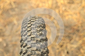 Bicycle off-road tire on the background of the autumn needles on the sunny forest road. Rubber wheel protector mountain bike