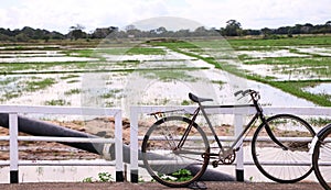 Bicycle with Paddy field village in Sri lanka