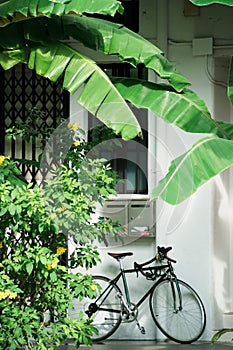 a bicycle parked in front of a building and a large potted plant
