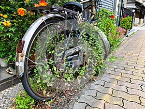 A bicycle parked on the side of a flower garden.