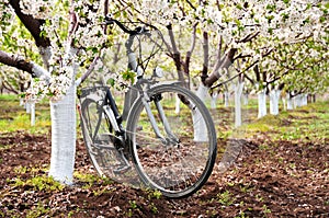 Bicycle parked in spring orchard