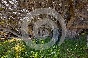 Bicycle parking under big leafless Gum tree at Bay of Fires in T