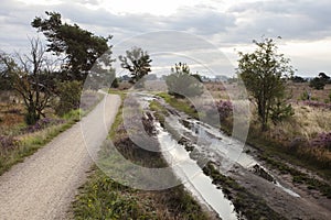 Bicycle path and car tracks on Stabrechtse heide