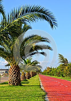 Bicycle path on the embankment in Batumi. Georgia