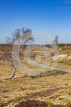 Bicycle path going through the dunes of the nature reserve Drents-Friese Wold