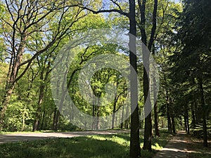 Bicycle path next to a road towards Ommen