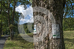 Bicycle path sign painted on a tree.