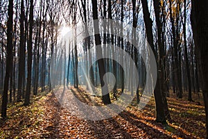 Bicycle pathway track covered with fallen leaves on a beautiful early misty late autumn morning, empty forest enjoy first sun rays