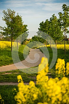 A bicycle with a picnic basket in front of a flowering yellow field