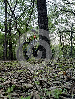 Bicycle Resting by Forest Tree