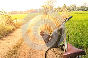 Bicycle and rice field flare light