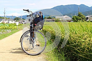 Bicycle, rice grains, and some Japanese houses