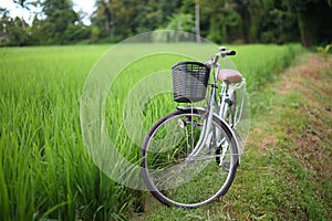 Bicycle in rice paddy, asia