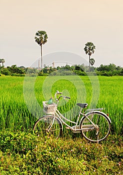 A bicycle on the rive field