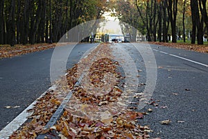 Bicycle road with fallen autumn leaves.