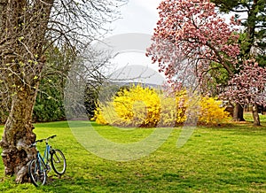 Bicycle, Saucer magnolia and forsythia in Spring bloom