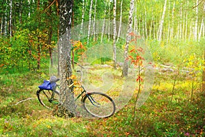 En la primavera Bosque 