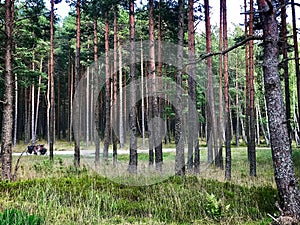 Bicycle touring in Lithuaniannature