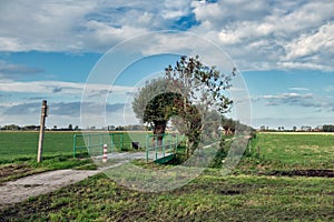 Bicycle track with pollard willows in Dutch countryside