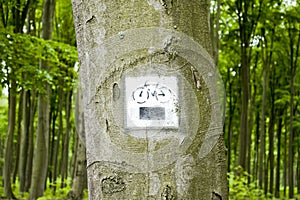 Bicycle trail marking on the tree