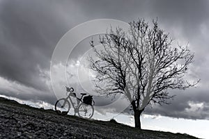 Bicycle and tree photo