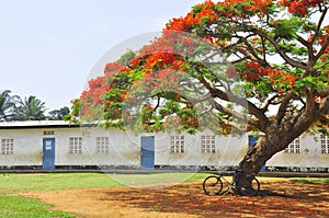 Bicycle under a flamboyant tree in courtyard of a school