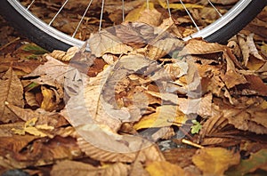 Bicycle wheel and fallen leaves.