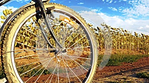 Bicycle wheel in motion in nature. Close-up view of a bicycle wheel in motion.