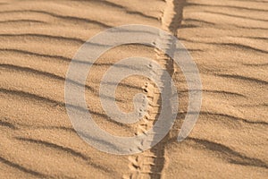 Bicycle wheel track on the sand in the desert