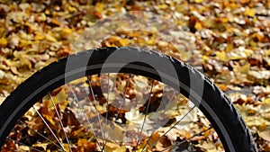 Bicycle wheel with yellow maple leaves in autumn sunny day