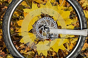 Bicycle wheel with yellow maple leaves in autumn sunny day